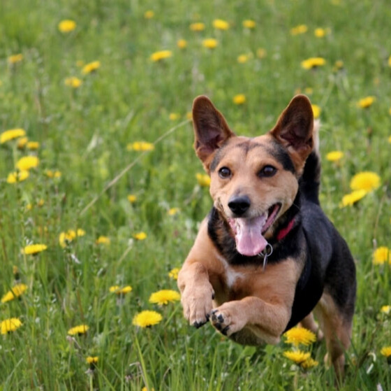 Coastal Haven for Dogs in San Diego with Beaches and Trails