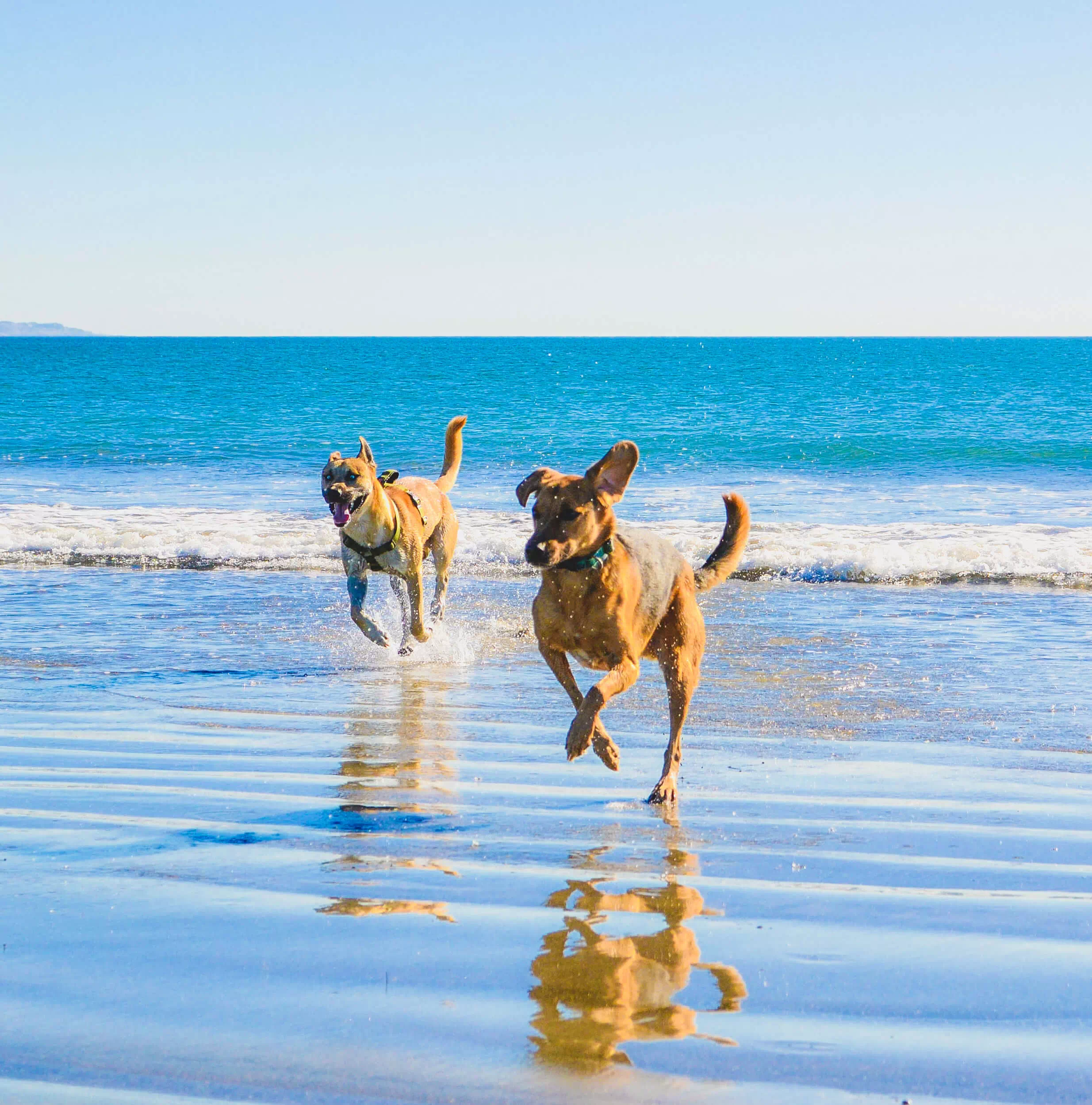 Coronado Dog Beach on Coronado Island