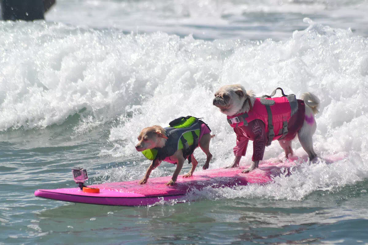 Ocean Beach Dog Beach